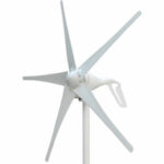Windmill Coli